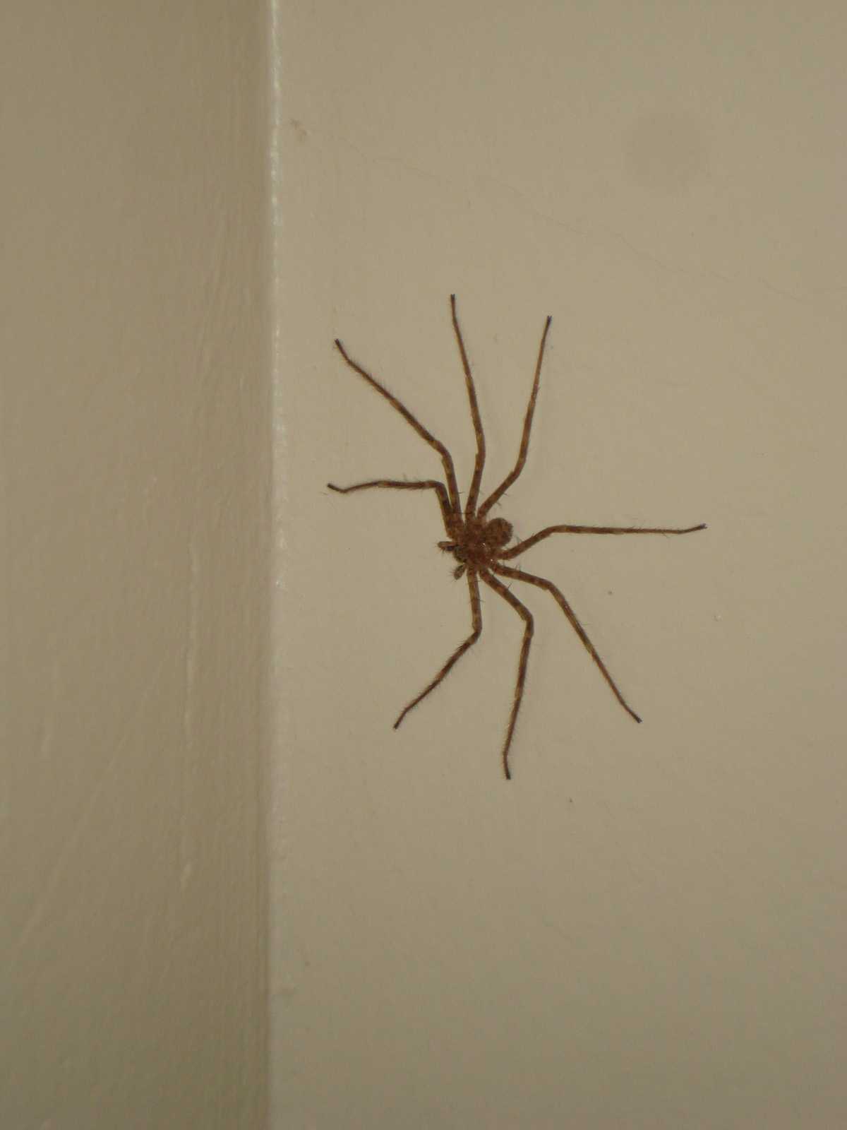 Большой домашний паук. Домашние пауки. Огромные домашние пауки. Большие пауки в доме. Пауки которые живут в домах.