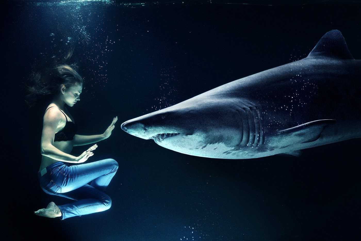 К чему снится акула в воде женщине – сонник