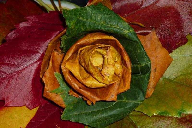 Роза из кленовых листьев своими руками: мастер класс с пошаговыми фото для начинающих, видео-уроки