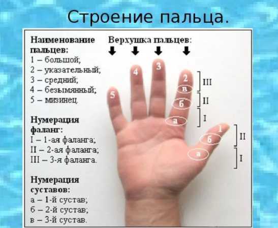 Чешется большой палец левой руки — примета для женщин и мужчин. примета по времени суток и дням недели
