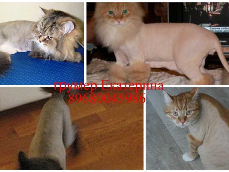 Стрижки котов фото до и после