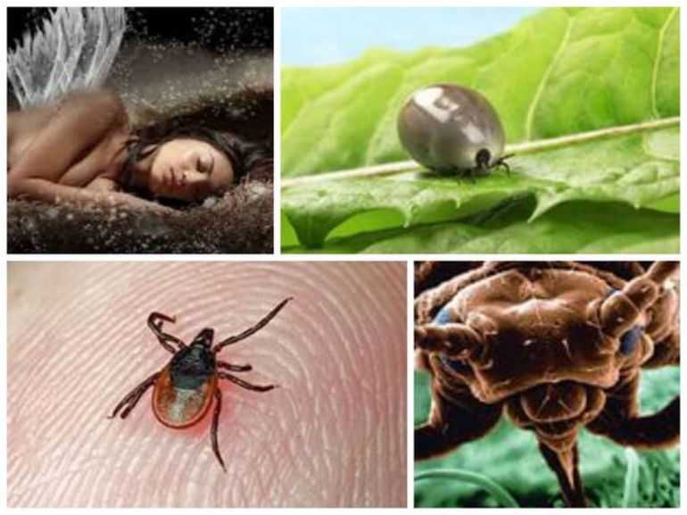 Клещи во сне: к чему снится это насекомое, как толкуют такое сновидение различные сонники