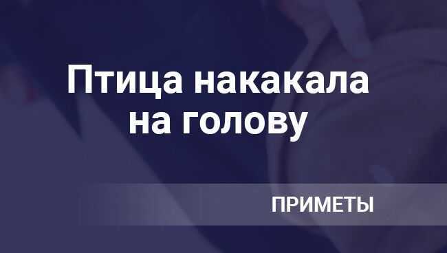 Птица накакала на голову, руку, плечо: примета