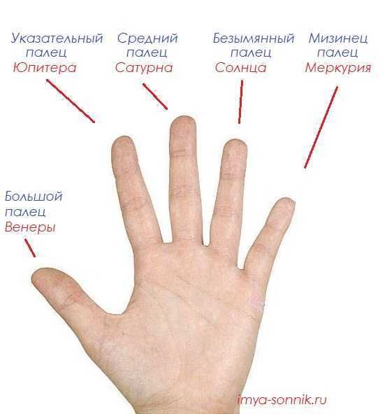 Пальцы на руке название на русском