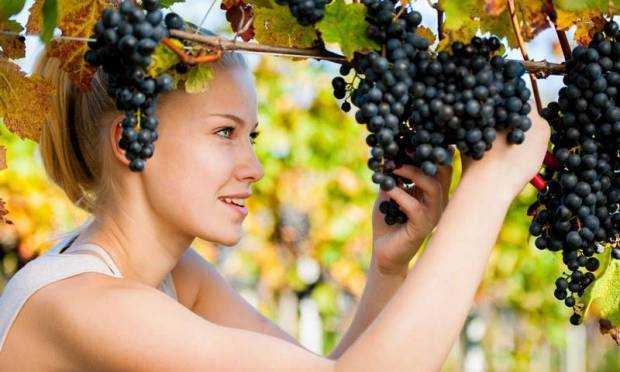 К чему снится виноград разного цвета и в различных снах женщинам и мужчинам