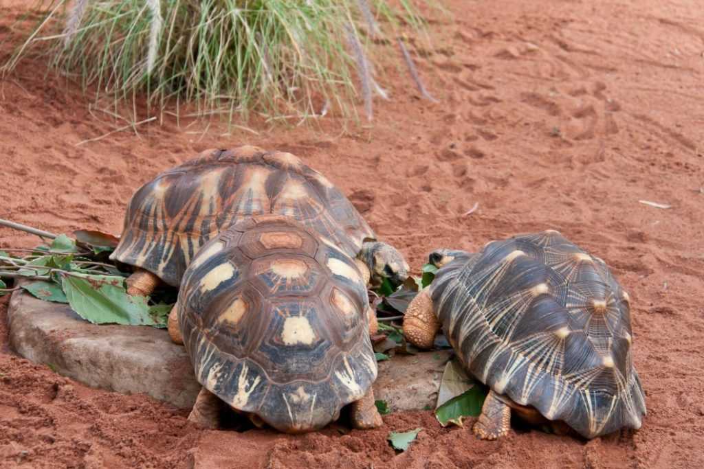 К чему снится большая черепаха женщине на сайте сонник гуру