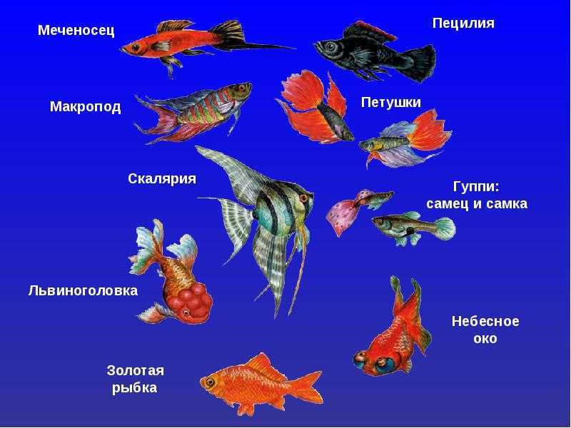 Имена для рыбок петушков: клички для мальчиков-самцов и девочек-самок, как назвать рыбу по окрасу