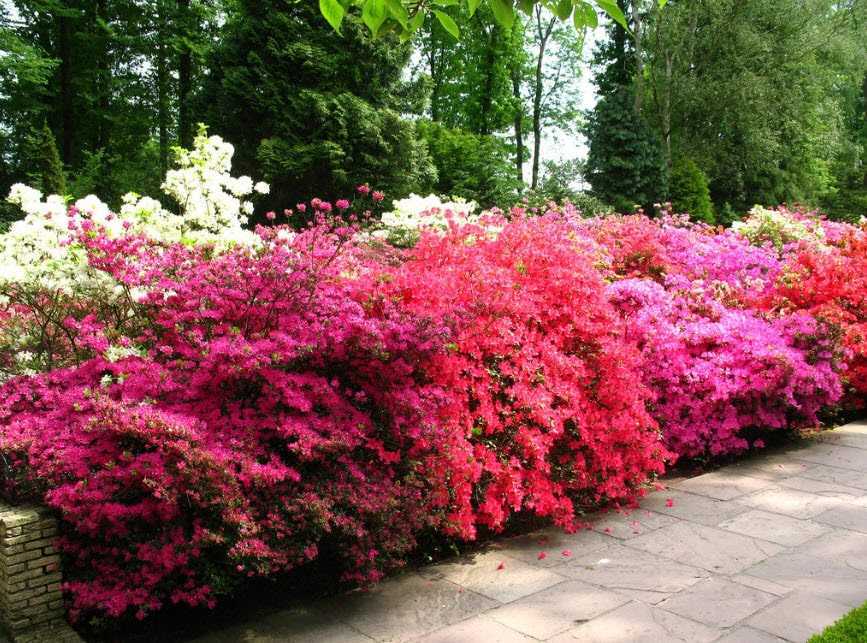 Красивоцветущие кустарники для вашего сада