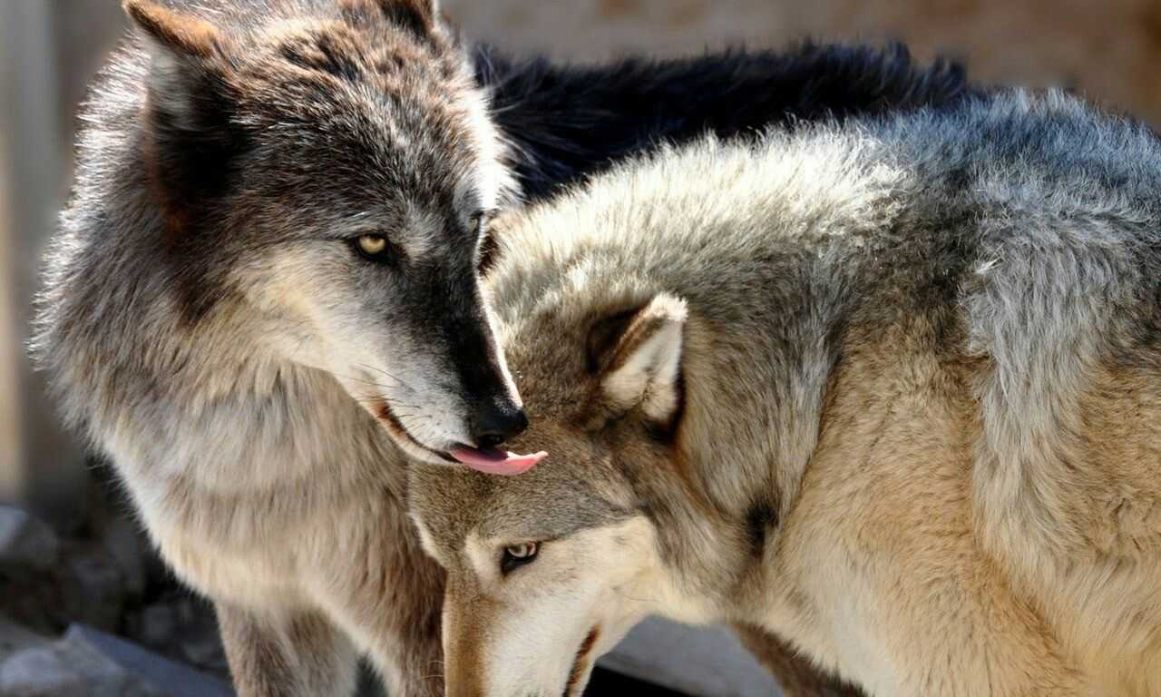 К чему снится волк 🐺 — топ толкований сна ❗ по 50 сонникам: что означает для мужчины или женщины видеть, убить либо убегать от серого хищника