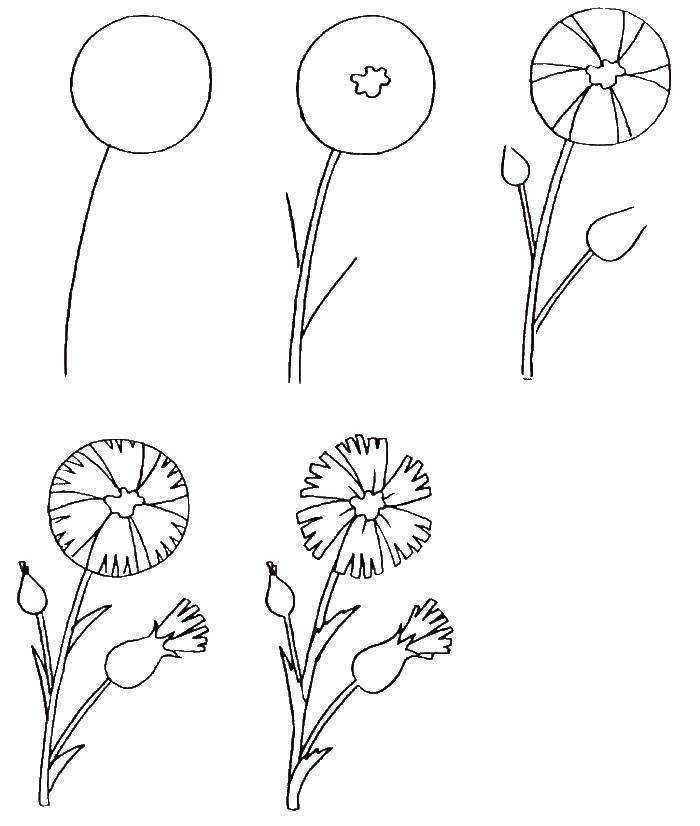Как нарисовать цветы поэтапно для начинающих. Одуванчик рисунок для детей карандашом. Мать и мачеха рисунок. Как нарисовать цветок легко. Развитие цветка поэтапно.