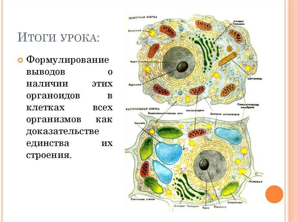 Строение клетки рисунок функции строение