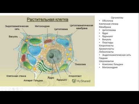 Сколько клеток у растений. Растительная клетка строение и функции рисунок. Органеллы клетки растений. Строение растительной клетки со всеми органоидами. Клетка строение и функции растительной клетки.