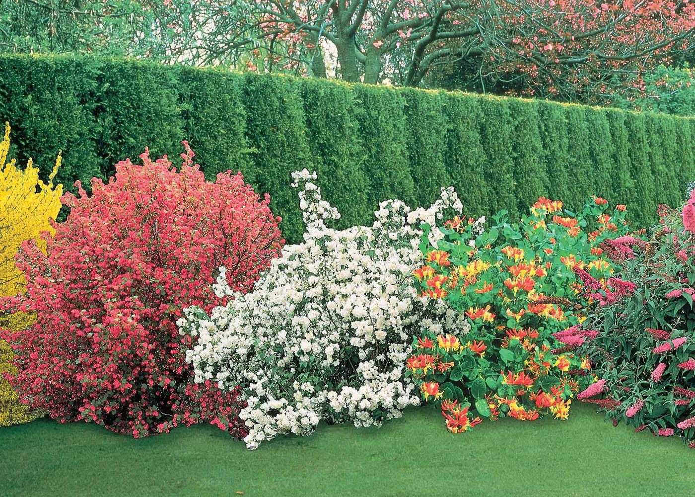 Декоративные кустарники с розовыми, белыми, желтыми, красными, цветами, цветущие весной и летом: названия, список, описание, фото