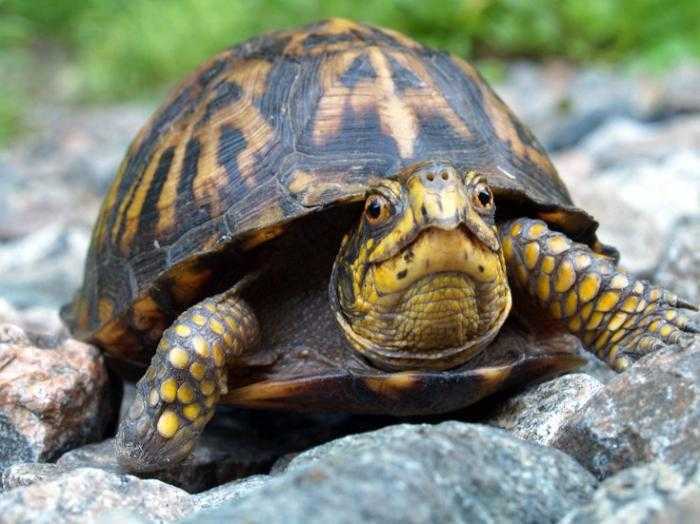 К чему снится черепаха женщине или мужчине — 77 толкований из разных сонников