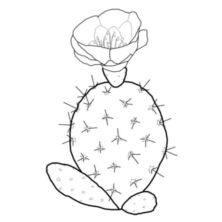 Как нарисовать кактус в горшке пошаговый рисунок