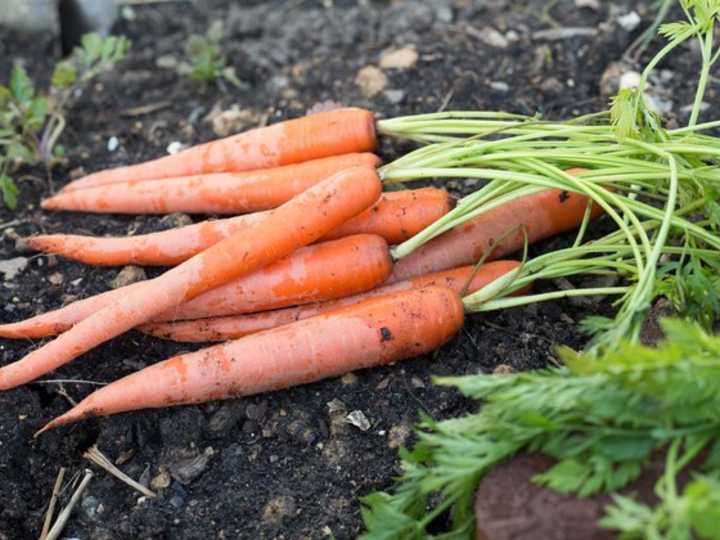 Сорняки моркови. Морковь. Урожай моркови. Морковь на грядке. Морковь в огороде.