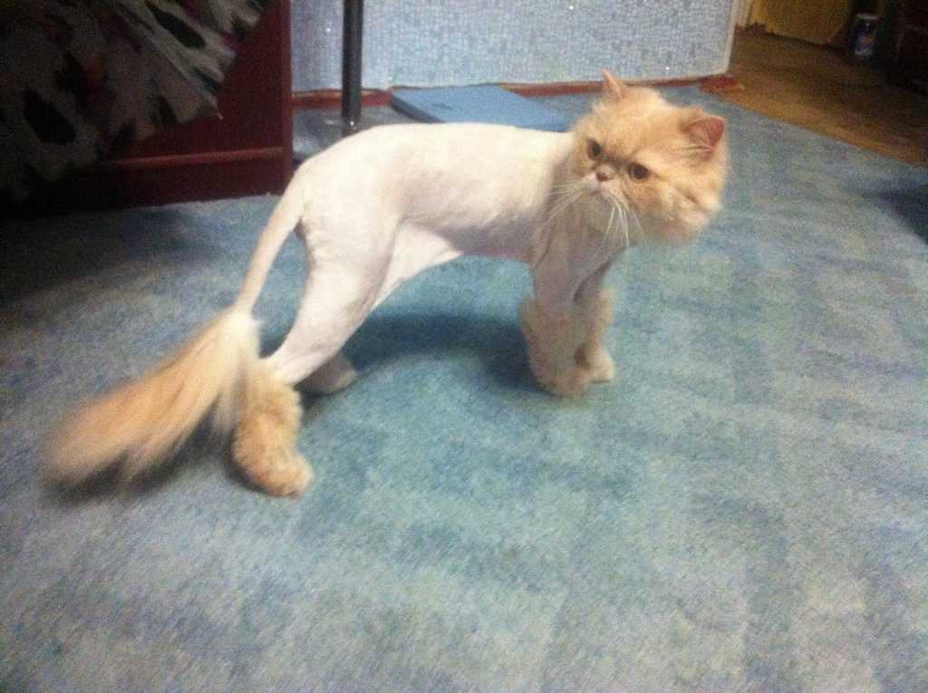 Подстричь кота в перово