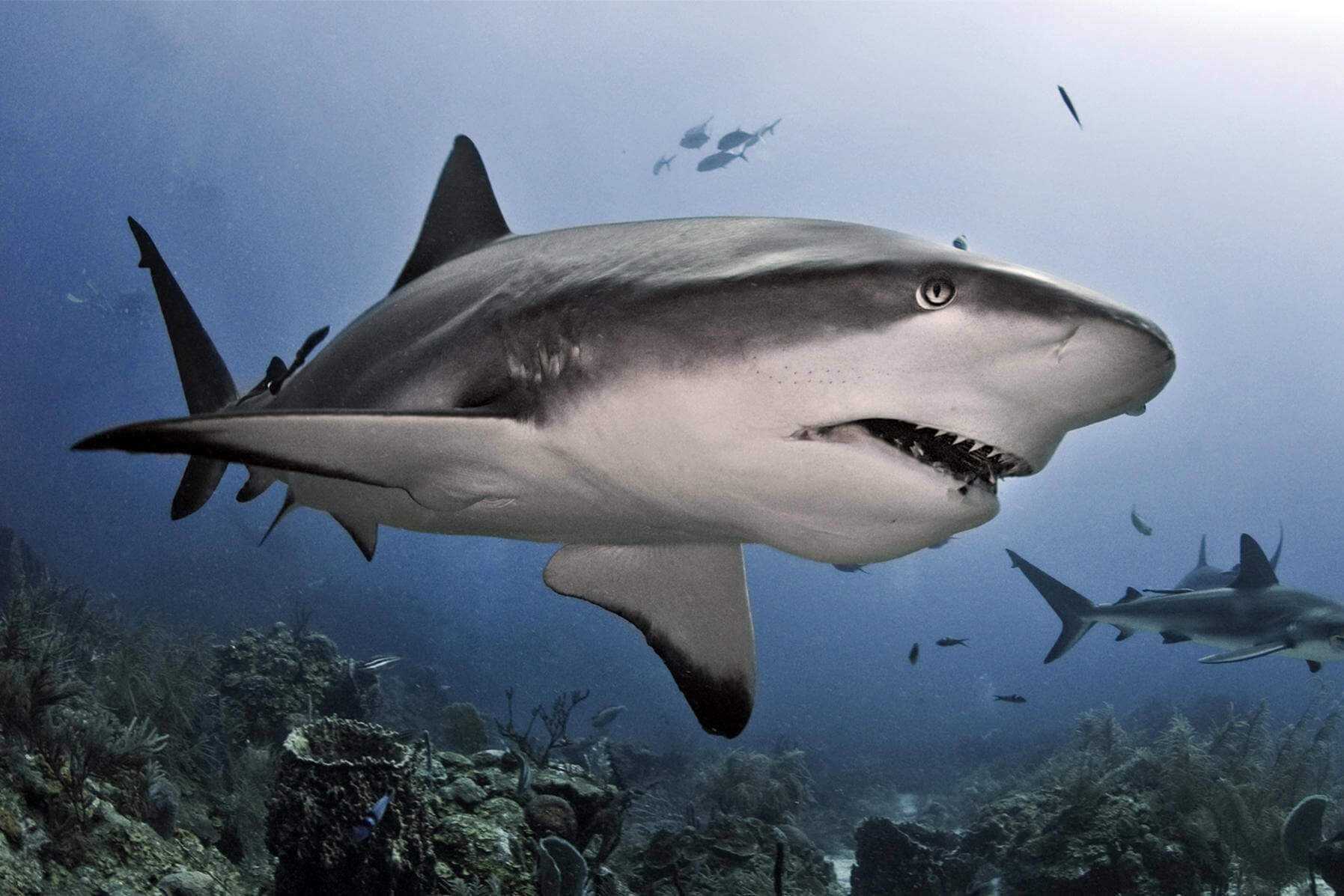 К чему снится акула в воде женщине на сайте сонник гуру