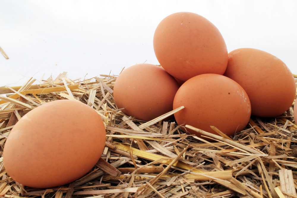 К чему снится собирать много куриных яиц. Приснились куриные яйца. Тушда тухум. К чему снятся яйца куриные. Tuxum расм.