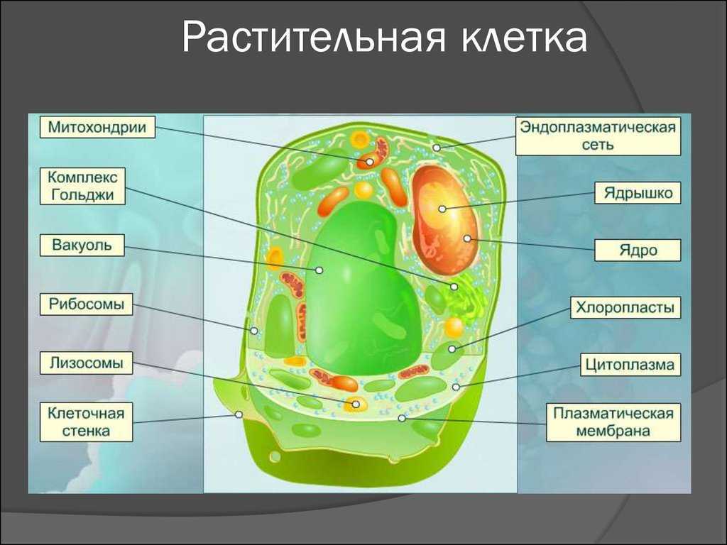 Строение клетки растений рисунок