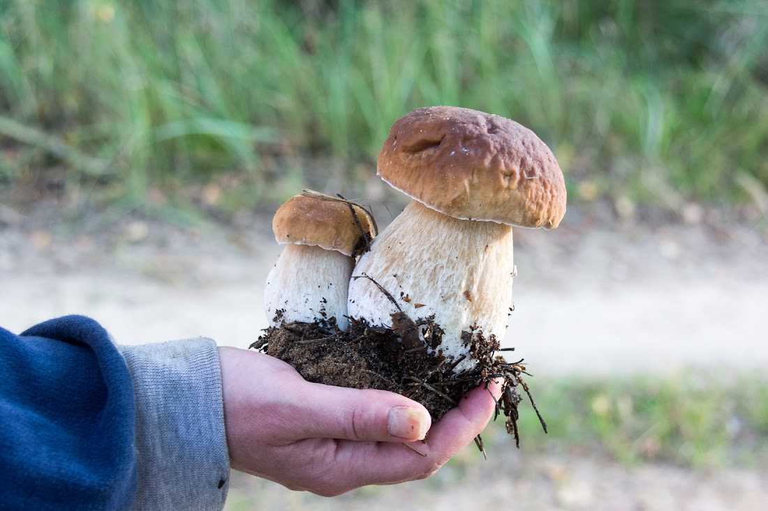 К чему снится есть грибы. К чему снятся грибы. Грибы больших городов РФ.