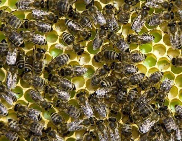 К чему снятся пчелы, укус пчелы или пчелиный рой? основные толкования разных сонников — к чему снятся пчёлы
