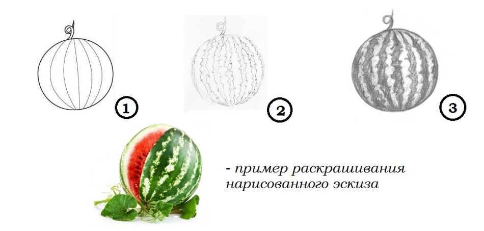 Арбуз нарисовать карандашом поэтапно для начинающих