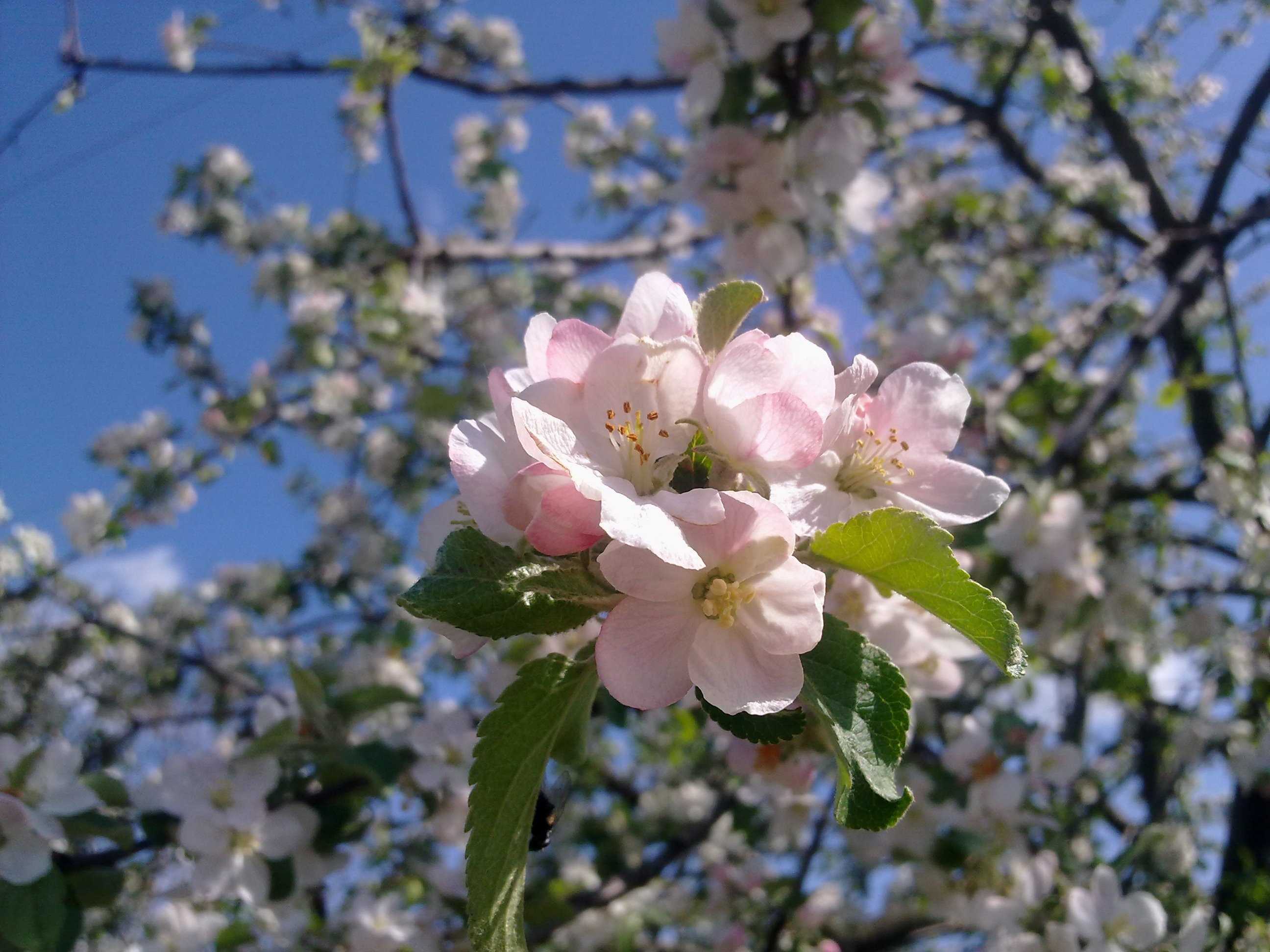 Яблоня Орлинка цветение