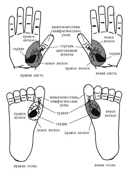 К чему чешется левая стопа. Стандартные системы соответствия кистей и стоп. Подушечки пальцев ног активные точки. Чешется большой палец на левой ноге. Чешется палец на левой руке.