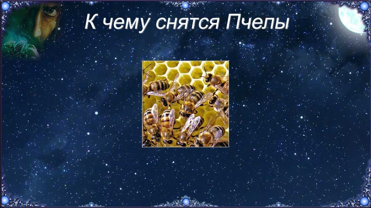 К чему снятся пчелы. сонник про пчел во сне, много, рой