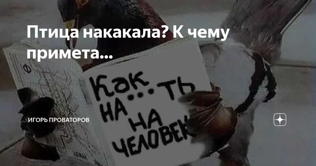 Узнайте, что означает примета, если птица накакала вам на голову, толкование в разные дни недели