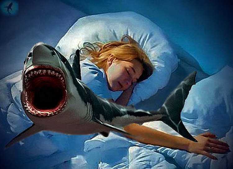 К чему снится акула во сне: женщине, мужчине, в воде, в море, плавает, нападает