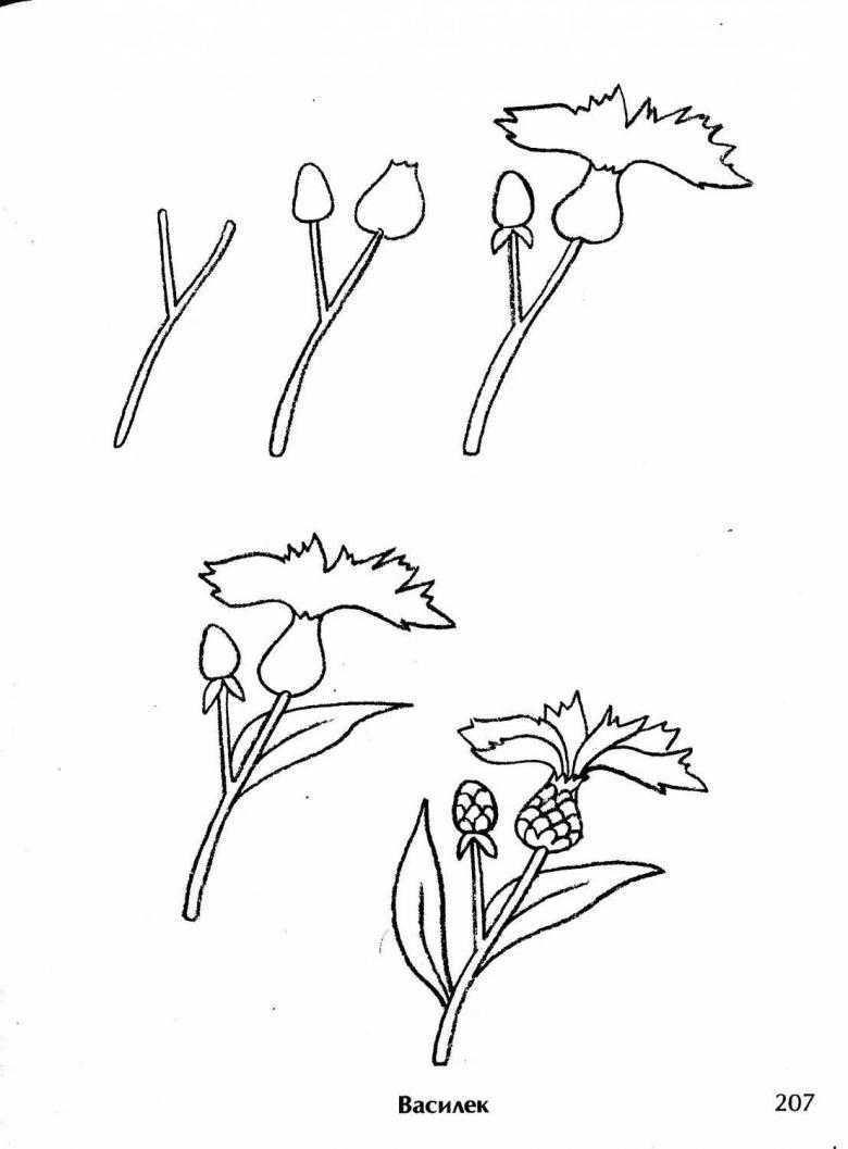 Как нарисовать цветок василек ребенку