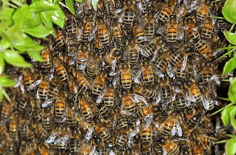 К чему снятся пчелы: женщине, девушке, мужчине, беременной, в улье, кусают, жужжат