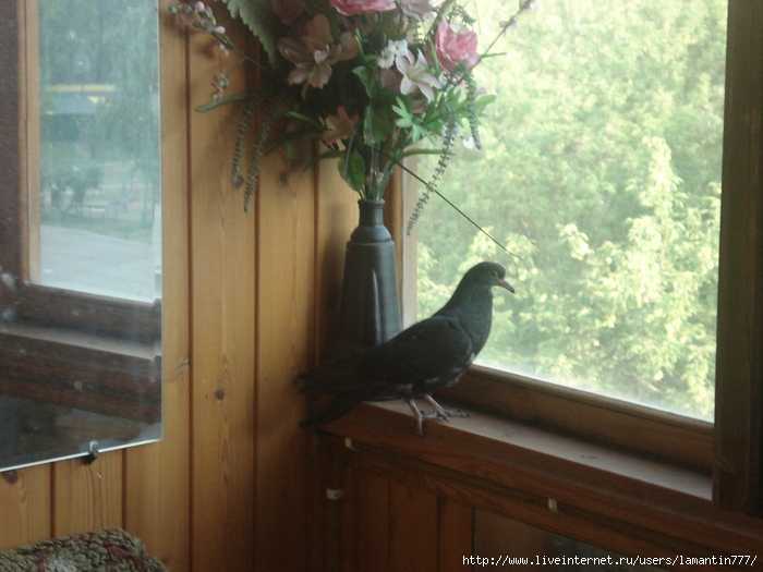 Голубь залетел в квартиру примета. Птичка на подоконнике. Птицы на окна. Птицы за окном. Птица села на подоконник.
