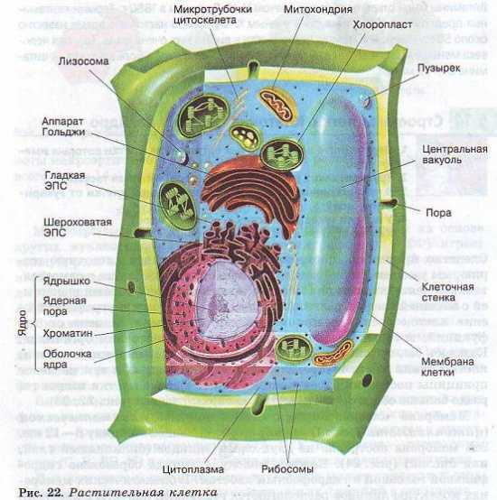 Структура растительной клетки рисунок