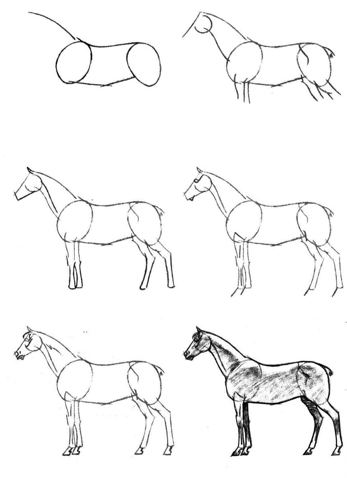 Лошадь рисунок сбоку по этапно