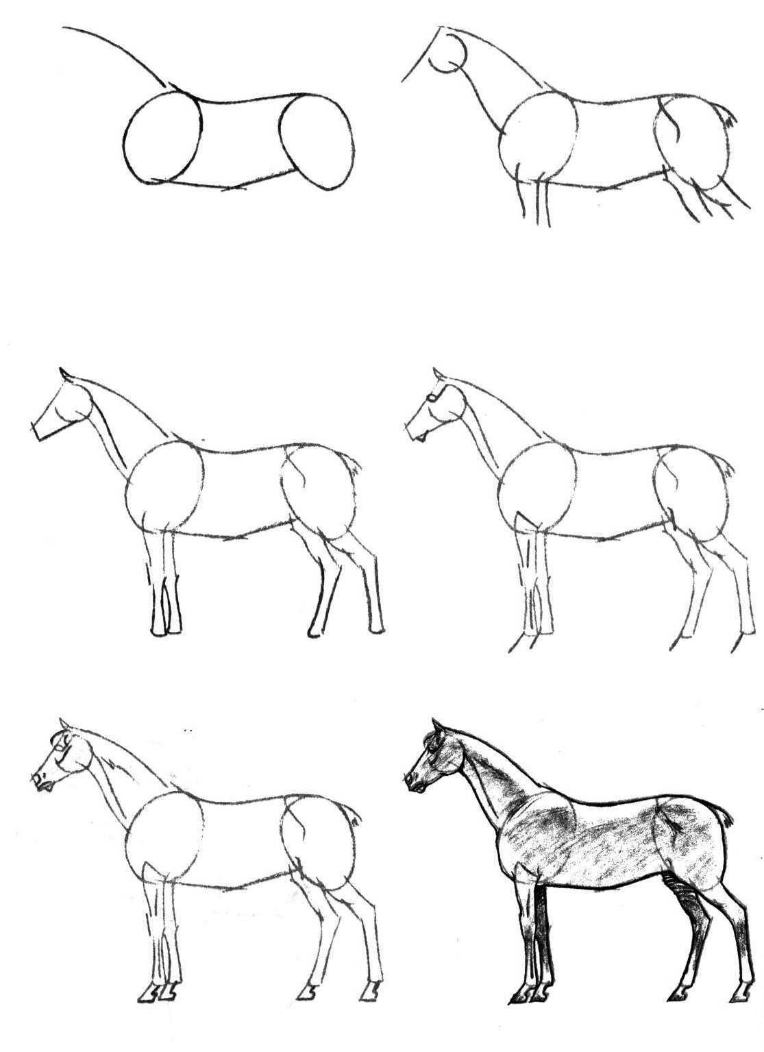 Как поэтапно рисовать лошадь карандашом
