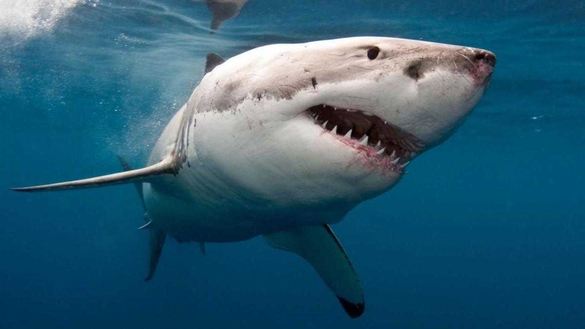 К чему снится акула: толкование по разным сонникам