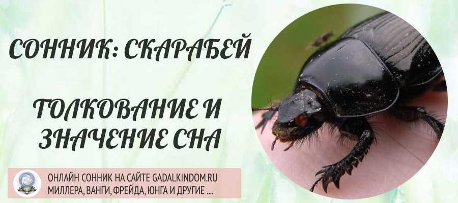 К чему снится большой жук – возможные значения, толкование по соннику
