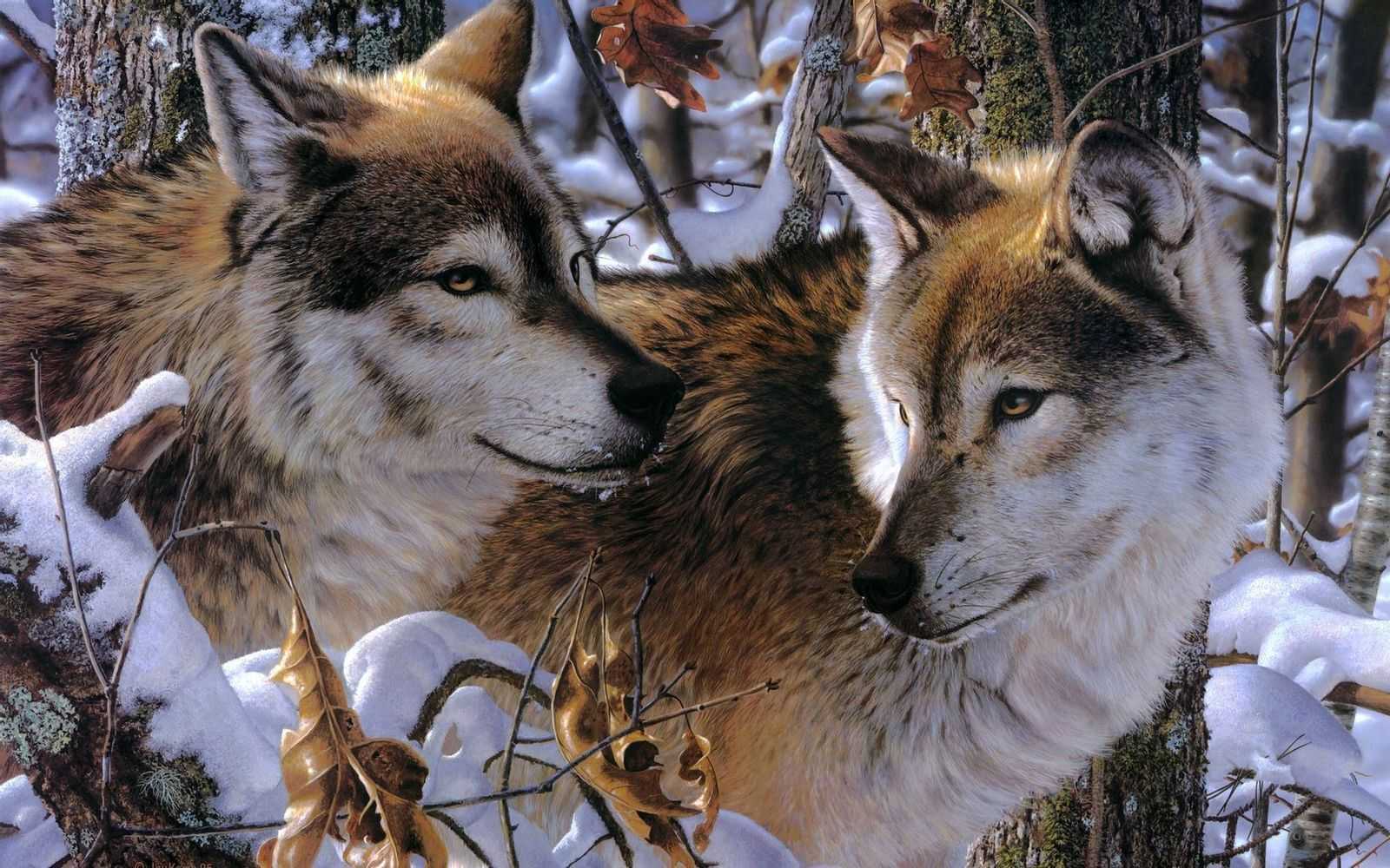 Сонник — волк: к чему снится во сне черный, белый, серый волк? к чему снятся волки женщине, девушке, мужчине: толкование сна