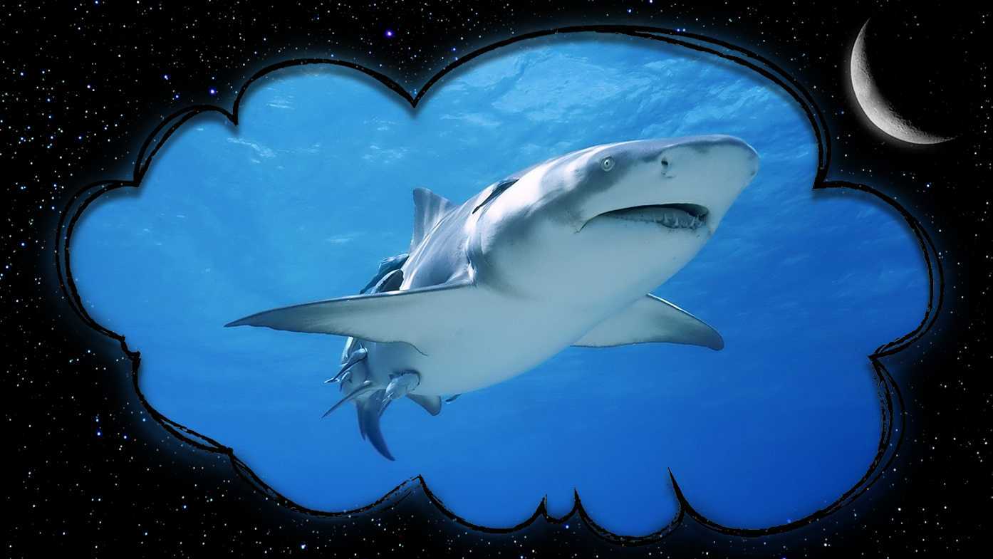 К чему снится акула во сне
