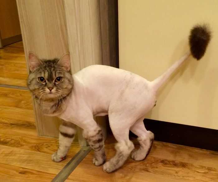 Подстричь кота под наркозом на дома