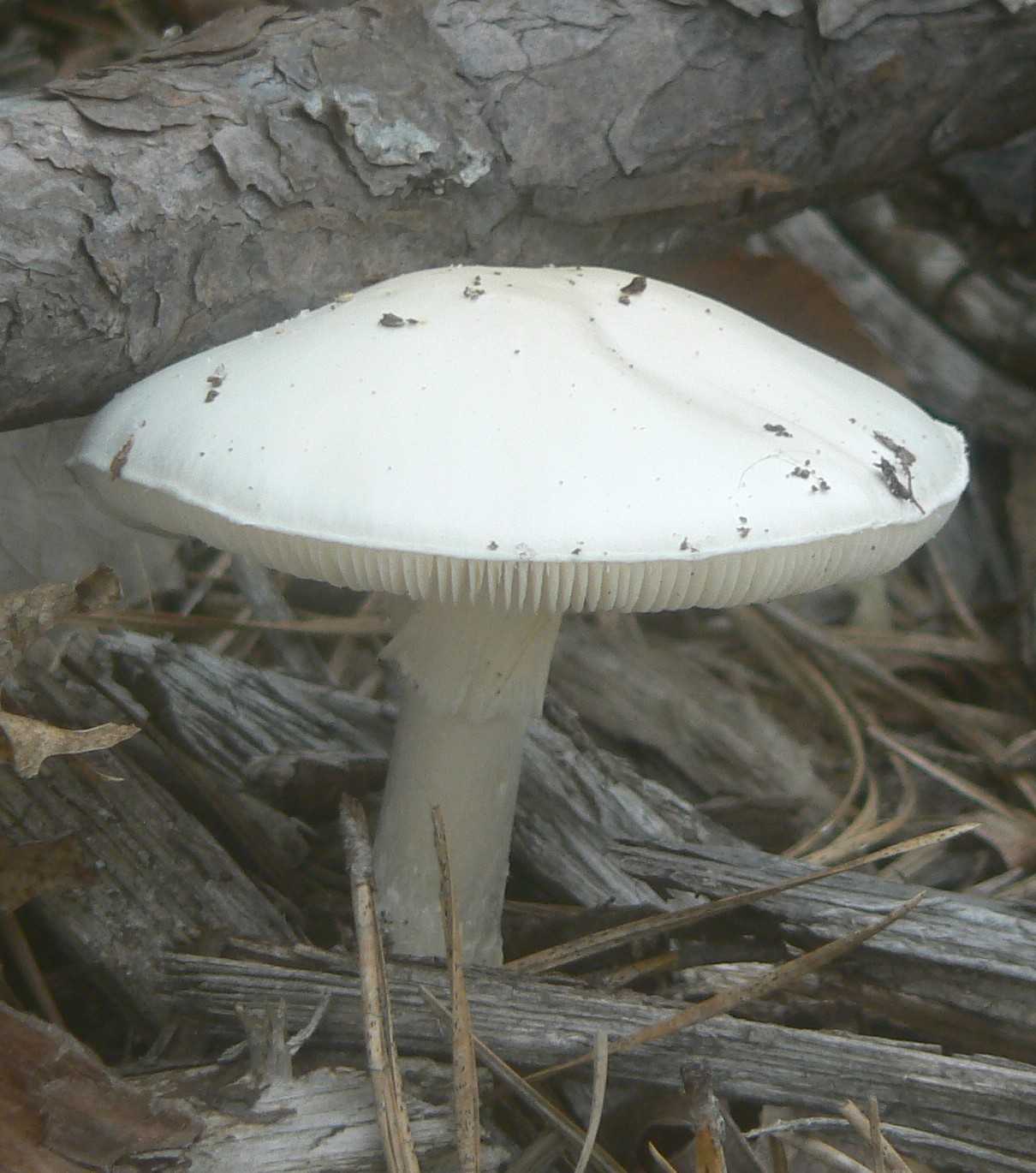 Сонник грибы большие. Большие грибы белого цвета. Большой гриб белого цвета. Гриб белого цвета паутина. Приснился гриб белый.