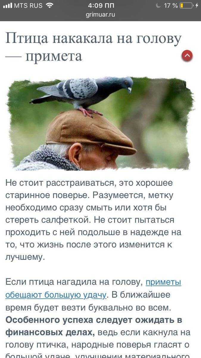 К чему птица метит человека