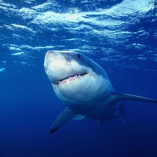К чему снится акула, что акулы преследуют и кусают во сне? основные толкования — к чему снится акула чёрная или белая
