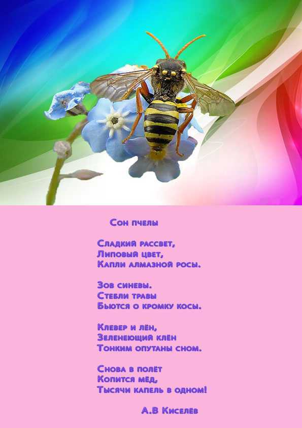 К чему снятся пчелы – сонник 💗 сонники и сны