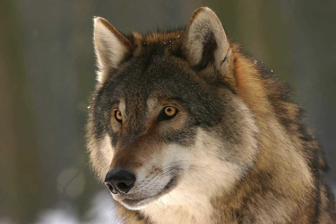 Приснился волк