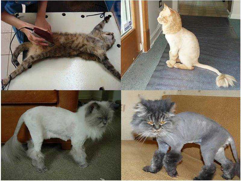 Как будет выглядеть бритая кошка