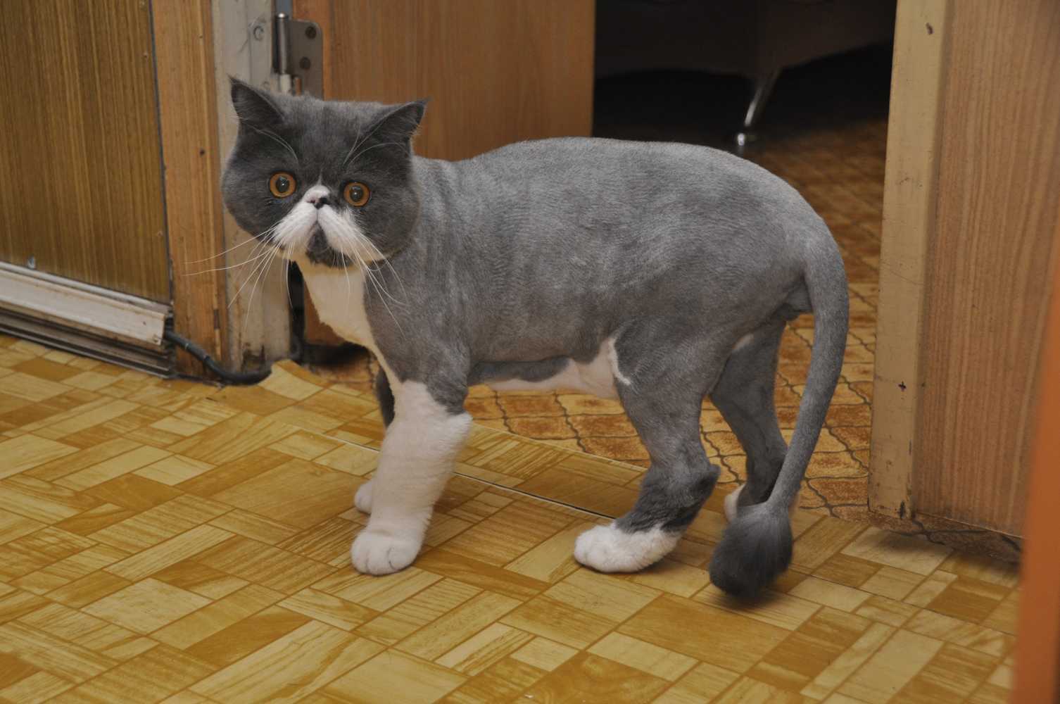 Подстричь кота в чернигове